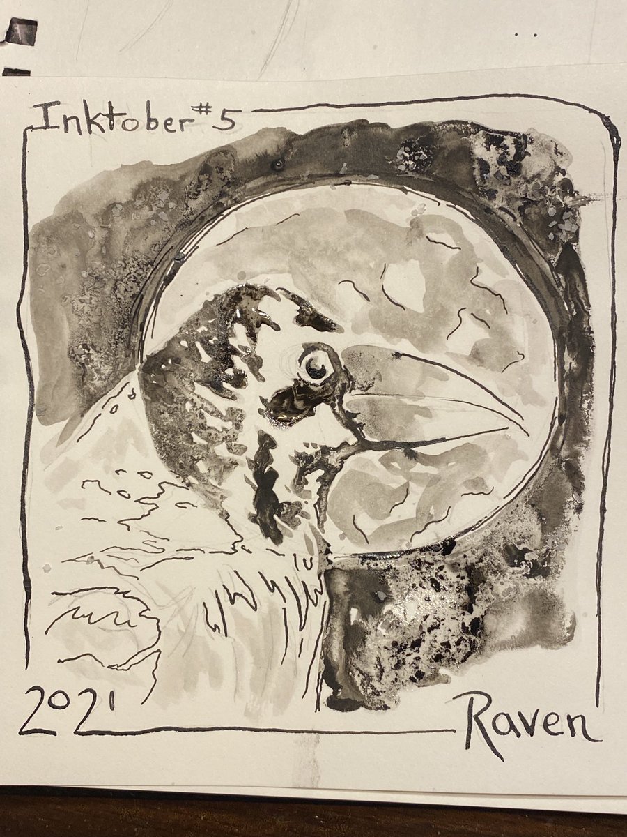 gilbert_craig's tweet photo. #5 Raven #inktober ⁦@inktober⁩ #inktoberraven https://t.co/ehAPkR7Fab