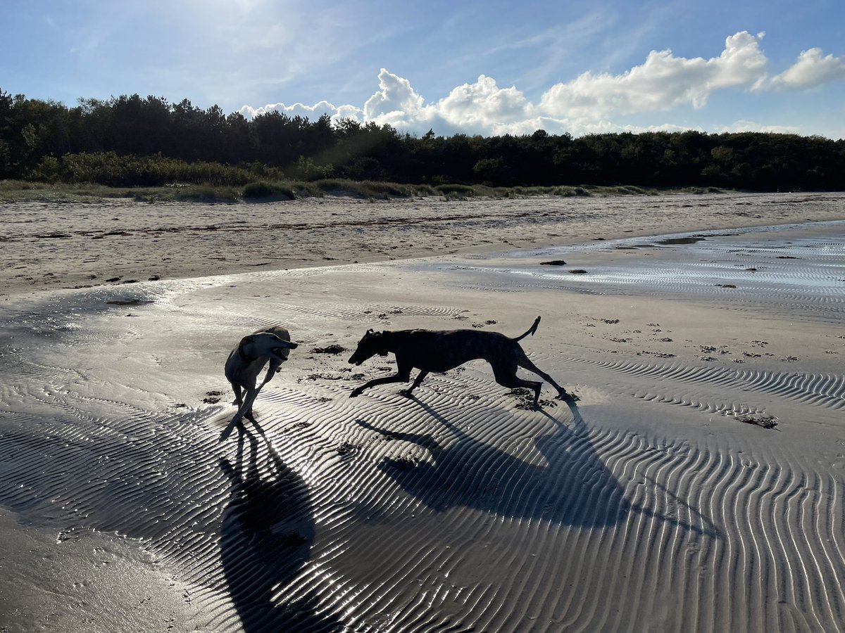 Ronald Jaramillo tweet media