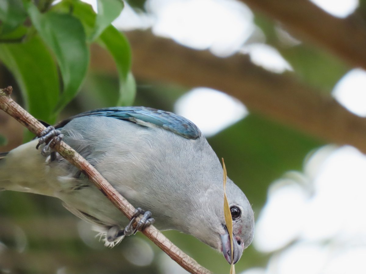 Global Big Day
#animal #animais #animals #photo #BirdsSeenIn2021 #birding #birdwatching  #photos #fotos #santamaria #santamariars #riograndedosul #bird #birds #Ave #aves #asavesqueeuencontro #patricianicoloso #GlobalBigDay #CornellBirds #eBird #OctoberBigDay #globalbirdweekend