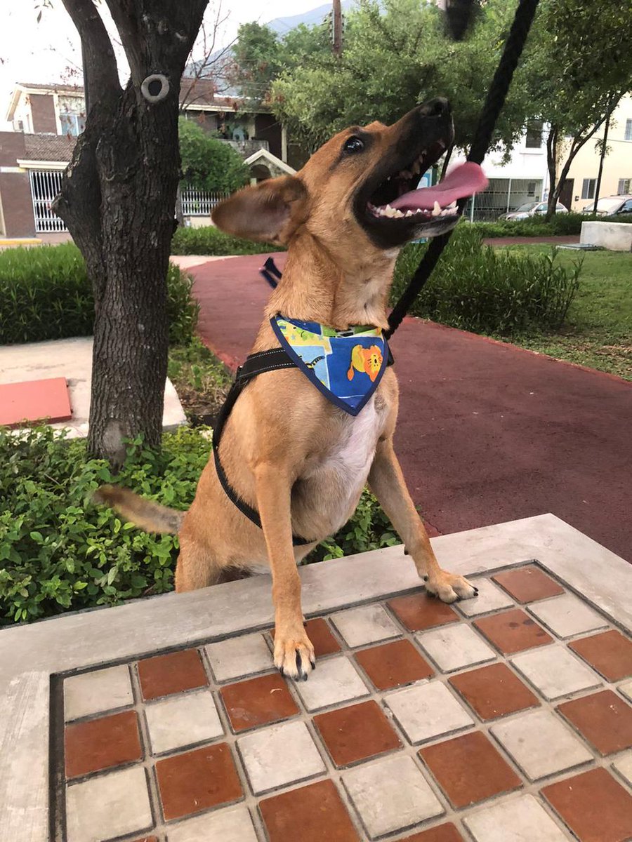 lobarroco's tweet photo. Hola, les pido su rt para que Churro encuentre un hogar definitivo.

Churro fue rescatado en #Monterrey Es muy precioso y desde casi 6 meses no han podido encontrarle un hogar. No lo pueden tener más por motivos de salud.

Si les interesa mándenme MD y les doy info https://t.co/i4OcSqZKhy