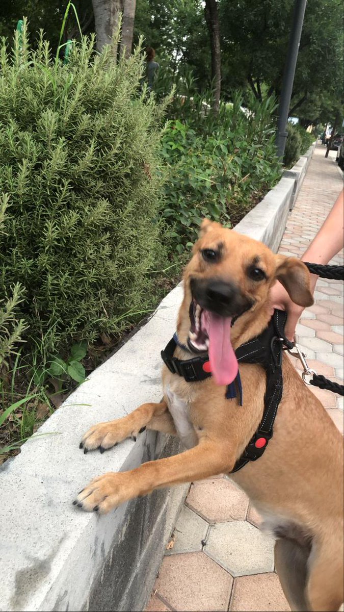 lobarroco's tweet photo. Hola, les pido su rt para que Churro encuentre un hogar definitivo.

Churro fue rescatado en #Monterrey Es muy precioso y desde casi 6 meses no han podido encontrarle un hogar. No lo pueden tener más por motivos de salud.

Si les interesa mándenme MD y les doy info https://t.co/i4OcSqZKhy