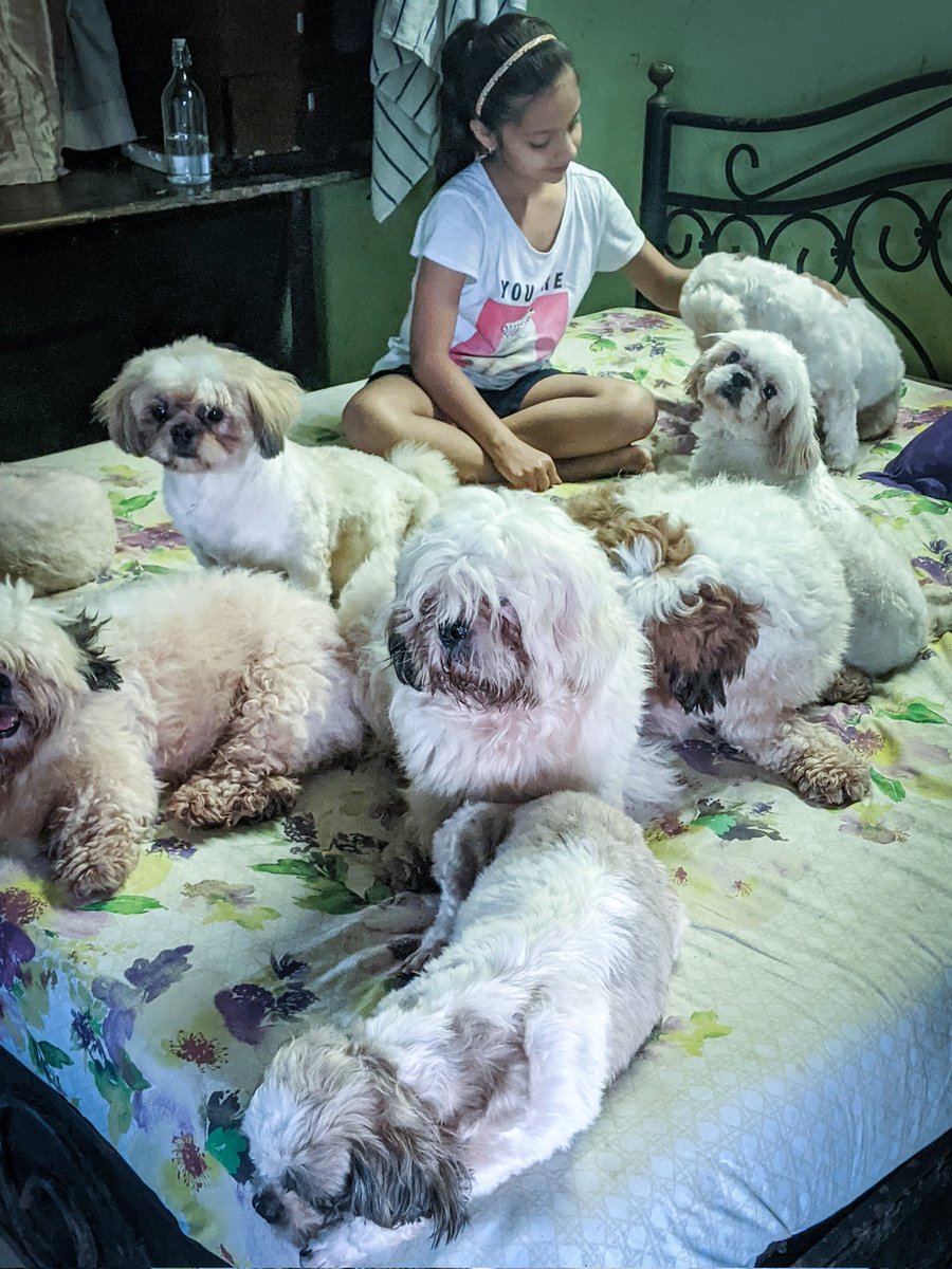 PhoebesFarm's tweet photo. sunday mornings with kids 👐🐾

#suzie #piddi #amber #matki #ross #riley #piddu #bella #shihtzus #shihtzu #puppies #babies #happiness #smiles #sundaymorning #mumbai #pune #happymorning #mygirls #myboys #phoebesfarm #petfarm #pettingfarm #animalfarm #dogfarm #petresort https://t.co/nP8oDsvJNC