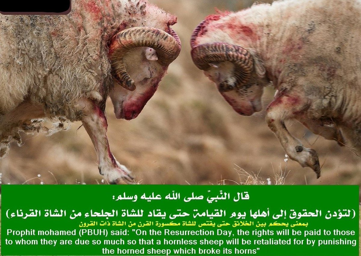 mnoormuslim's tweet photo. رسول الله ﷺ فرمایي: په الله قسم، د قیامت په ورځ به د حقوقو خاوندانو ته خپل حقوق ورسیږي، ان تر دې چې بې ښکرو پسه به له ښکرور پسه نه غچ او قصاص واخلي. عن أبي هريرة رضي الله قال:قال رسول الله ﷺ: لتؤدن الحقوق الى اَهلها يوم القيامه حتى يقاد للشاة الحلجاء من الشاة القرناء. «مسلم» https://t.co/0n9GhQJLK9