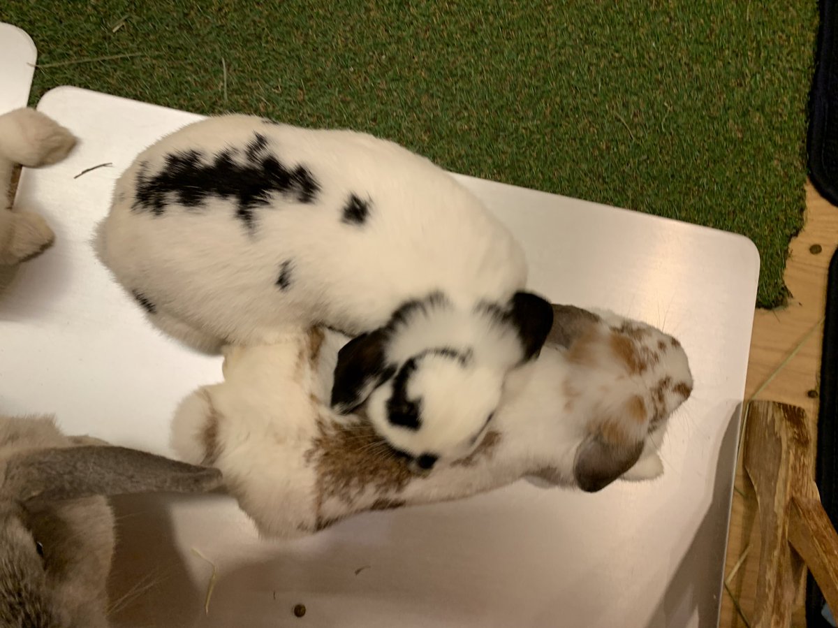 動物カフェ Twitter Search