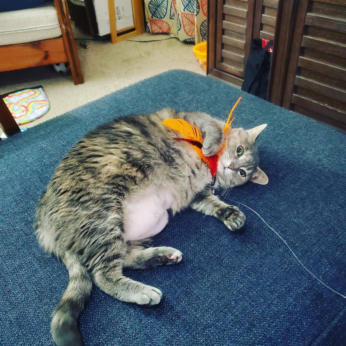 curvymeli's tweet photo. mustn't forget #warkatty #bellyboobs #caturday https://t.co/AwC2QGrxr5