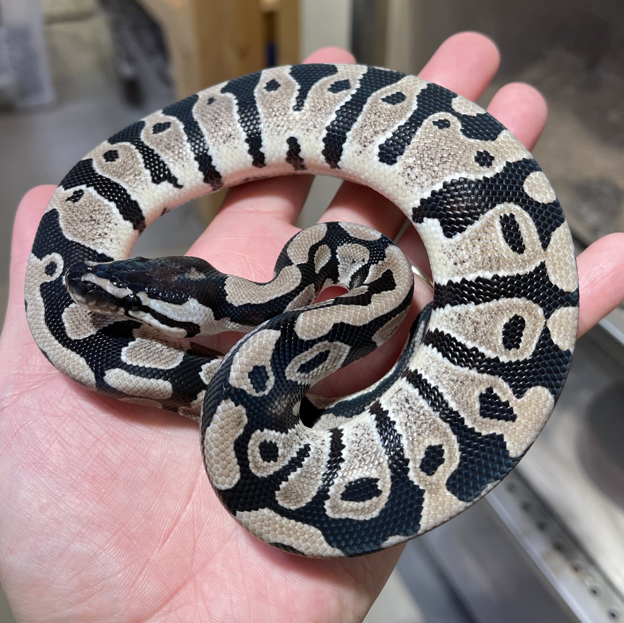 Tweets With Replies By Ball Python Family 55 番長 Hn0yvgeqt6rvqx4 Twitter