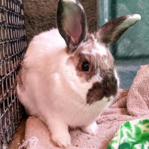 AdoptableBuns's tweet photo. Heath is a handsome, young Californian from #Kanab, UT. https://t.co/dV3lQeMNah https://t.co/Eaemd81q2k