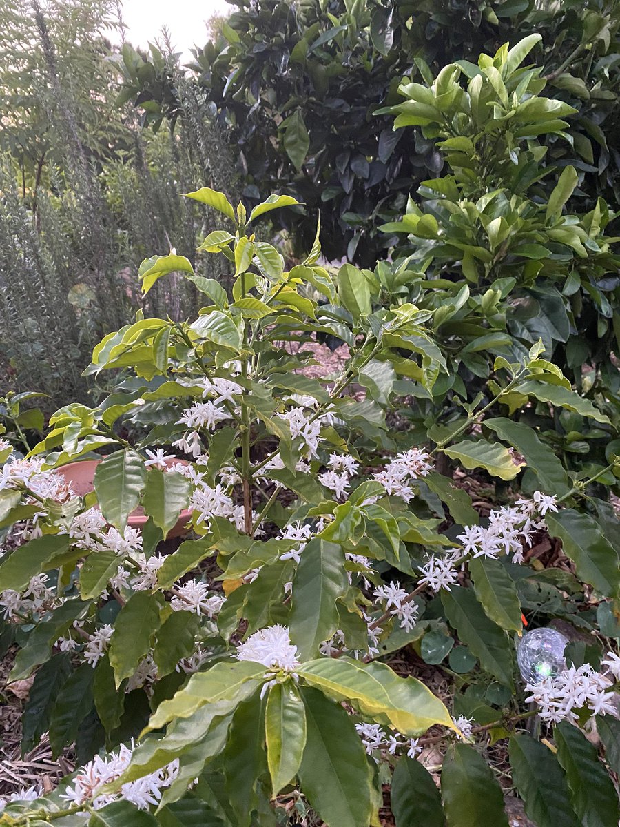 planetschooling's tweet photo. Coffee tree is showing off her beautiful white flowers #coffee #CoffeeLovers #permaculturegarden #urbangarden https://t.co/0OfZxve0Lg