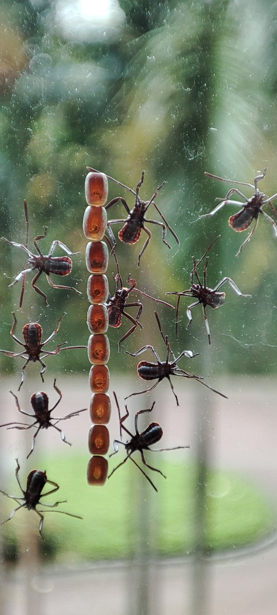 LewisNiteen's tweet photo. @Bertonemyia can help identify these newly hatched babies on my window pane? https://t.co/6EkbRXxhgu