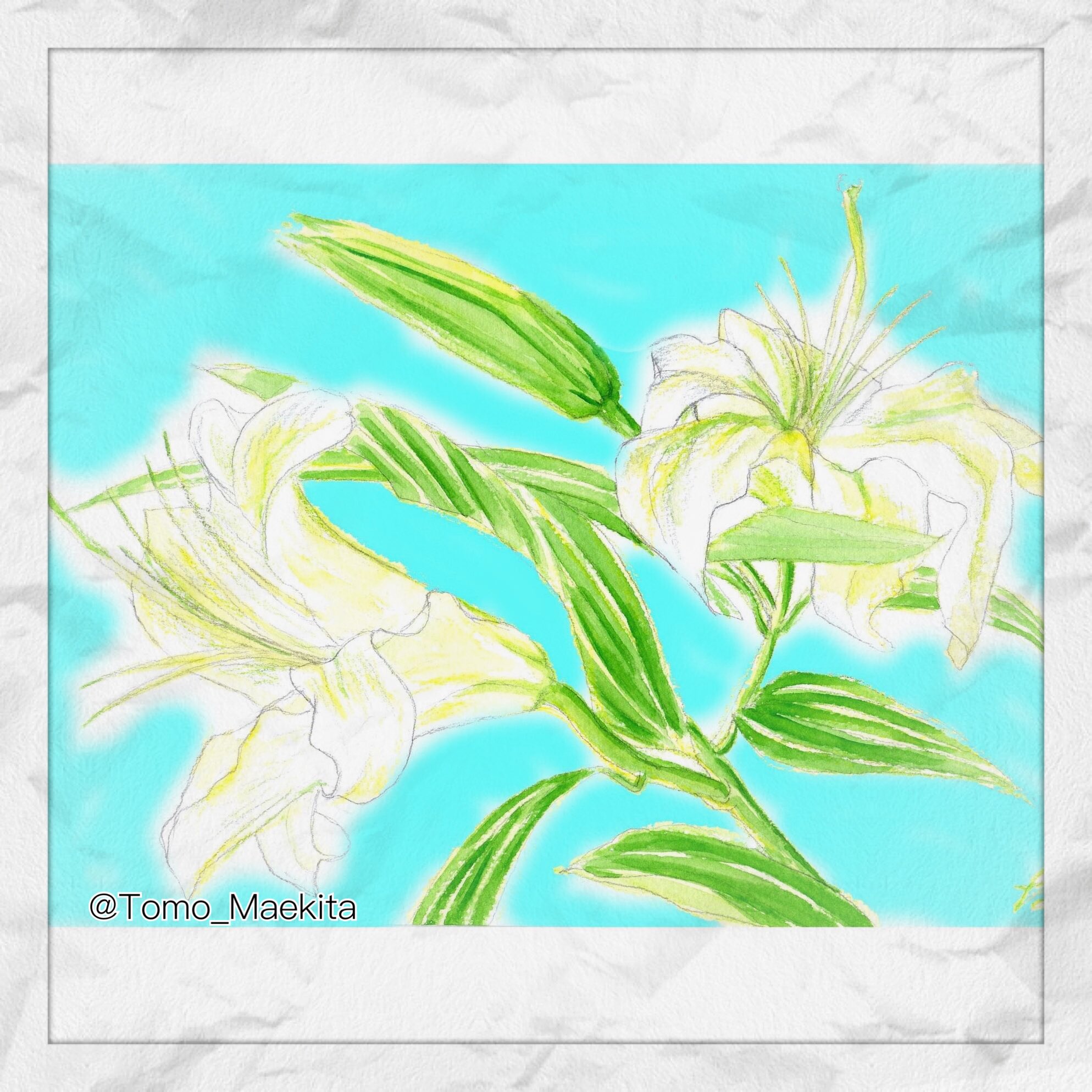 Maekitat イラスト カサブランカ ユリ 秋らしくなりました T Co N3kzxhis72 Twitter