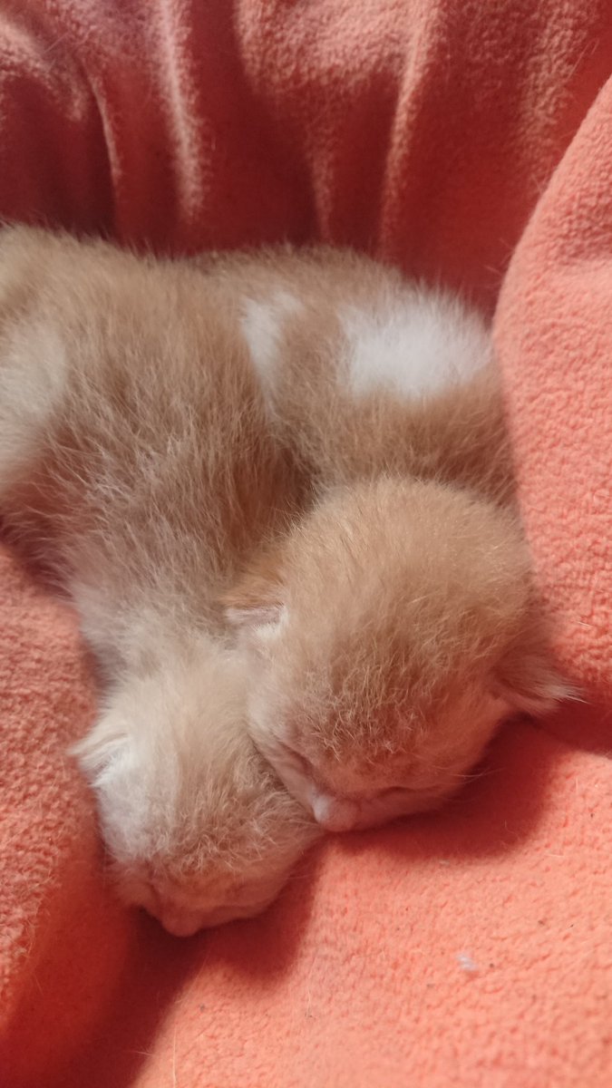 meoliberfamilia's tweet photo. Hemeoww 👋✨
Usok Jr 😺😻😽🍊
❤️💙💜🥰

#CatsOfTwitter #SUNSOK #USOK #MEOLIBERFAMILIA #MEOLIBER #猫の日 #CAT #KITTEN #catlovers  #catlife #kucing  #ねこ #カエル #子猫 #CuteCat #ねこよ https://t.co/FTaXptE4U0