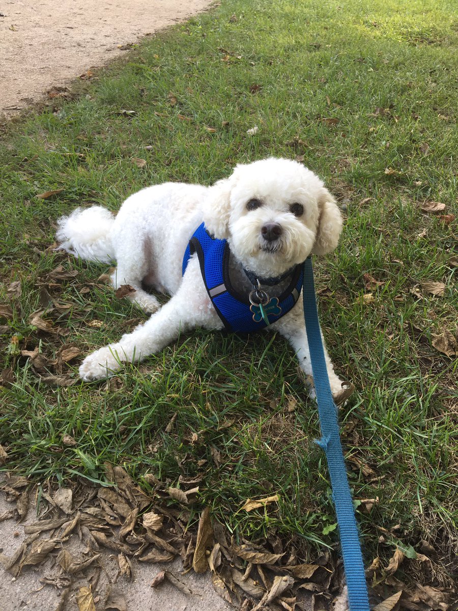 People &amp; dog watching in the park…👀🐶🤗 <a href="/OtisBichon/">Otis Evans</a> <a href="/jenny_bichon/">Jenny and Dolly</a> <a href="/hammonster/">Oscar Bichon</a> <a href="/WalshKim/">kim walsh</a> <a href="/Paw_Palace/">Paw Palace Boutique</a> <a href="/WBichon/">Winky the bichon</a> #weekendvibes #bichonfrise