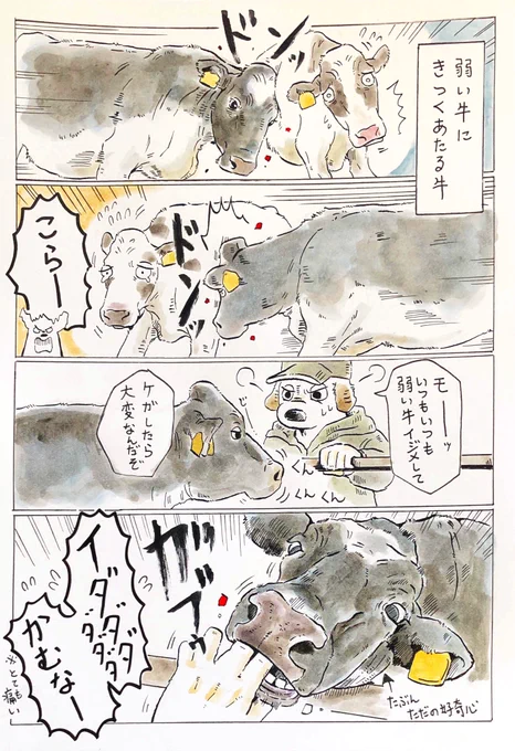 『癖強め🐄』

こう見えて人懐っこい(噛むけど) 
