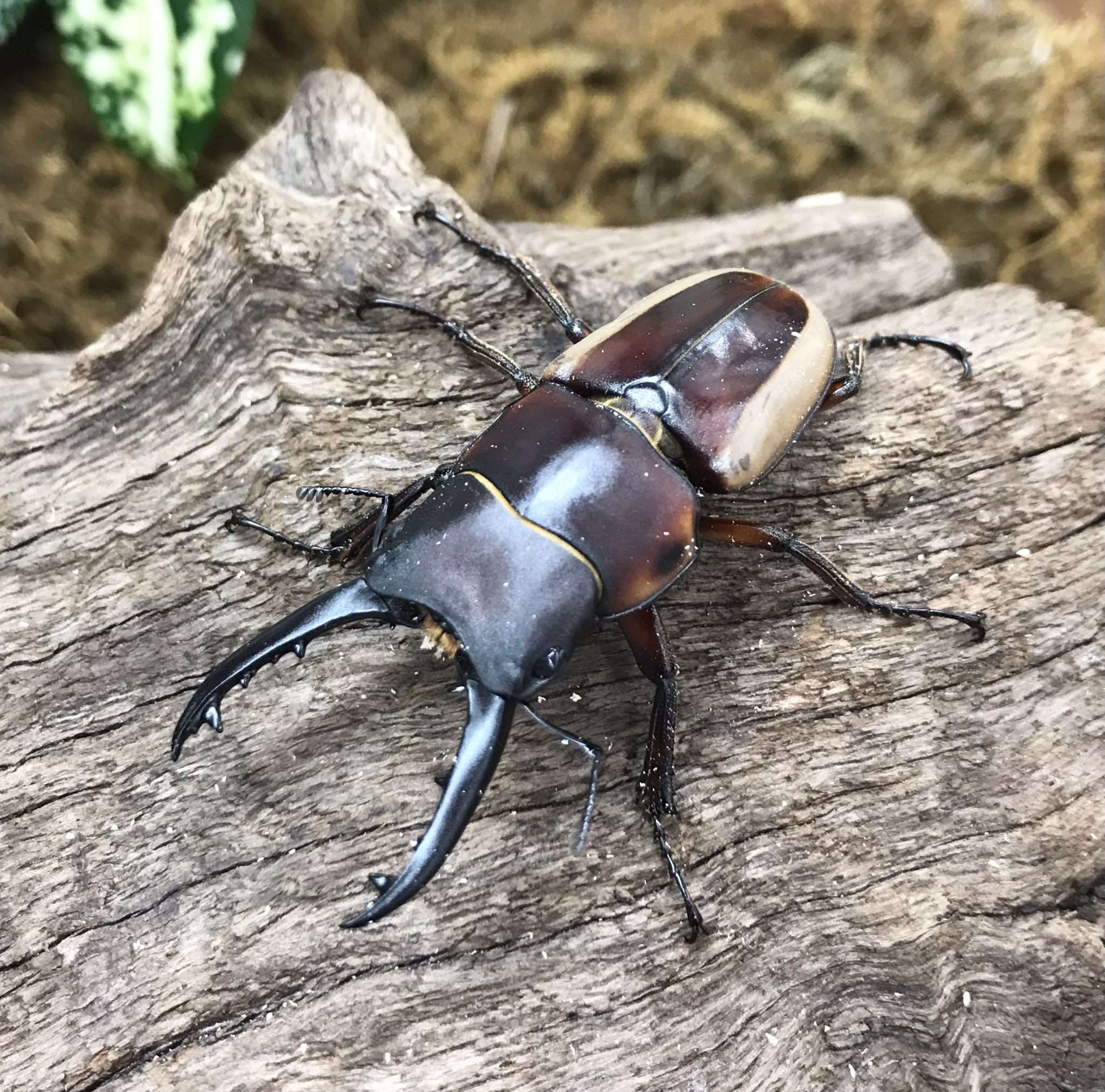 ランバージャック横浜店 当店ブリードのラテラリスノコギリ店頭にて販売中です 写真の個体は今回羽化してきた中で最大の 55mmです あまりメジャーな種類ではありませんが 飼育も簡単で色合いも美しいクワガタです ご興味のある方はお問い合わせ