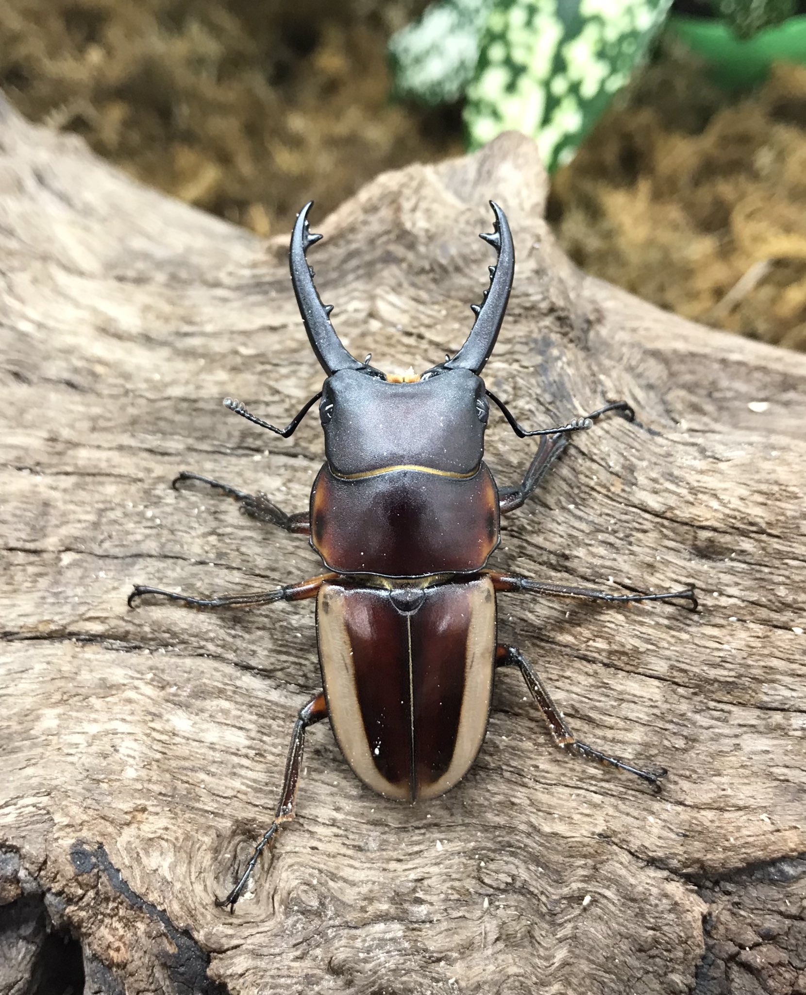 ランバージャック横浜店 当店ブリードのラテラリスノコギリ店頭にて販売中です 写真の個体は今回羽化してきた中で最大の 55mmです あまりメジャーな種類ではありませんが 飼育も簡単で色合いも美しいクワガタです ご興味のある方はお問い合わせ