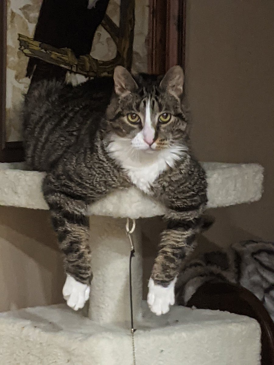 Liabra's tweet photo. Happy #Caturday for he is a bold, strong, and not putting up with your shit Dexter cat.
#CatsOfTwitter #cat #petpicture #thiscat #bestpose https://t.co/6HX48sTgpC