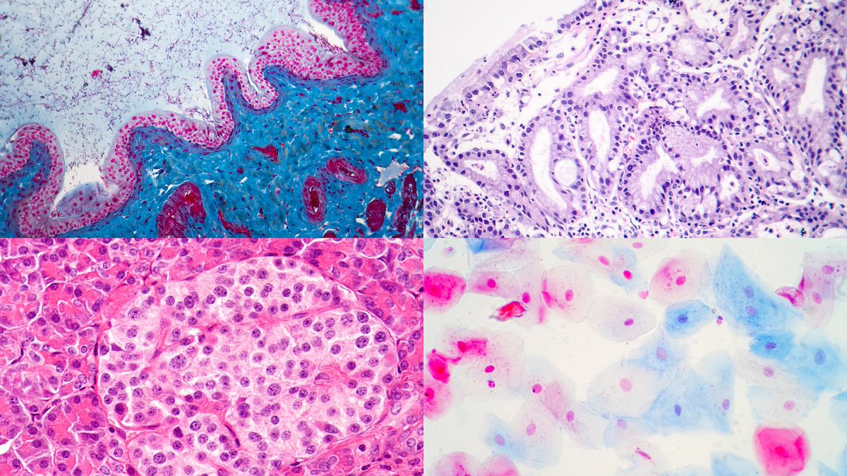 Anatomage's tweet photo. Histology
#VisualizeLife #AnatomyArt #Anatomy https://t.co/lr6ofuJ8cJ