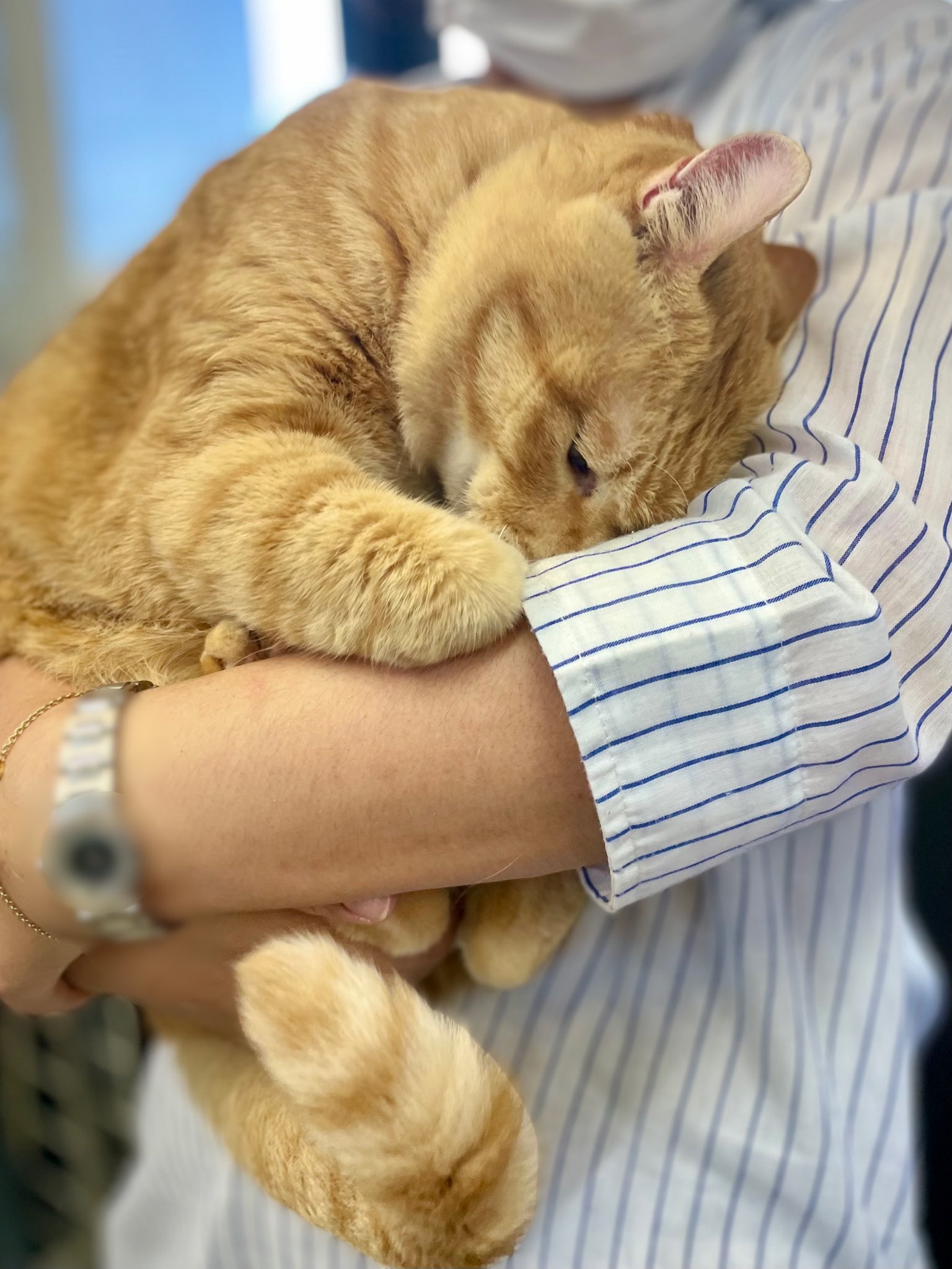 尾道市立美術館 甘えん坊 Big Baby 茶トラのオス猫は大きくなるそうですニャ 尾道市立美術館 尾道 猫 Cat T Co Aynrd3gghd Twitter