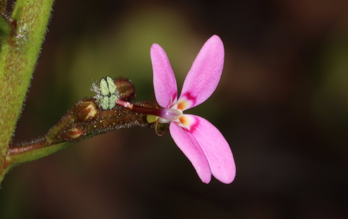 JulietWege's tweet photo. #Triggerplants dotted here and there, adding a little pizzazz to the native garden #Stylidium https://t.co/ysvQcb1kV2