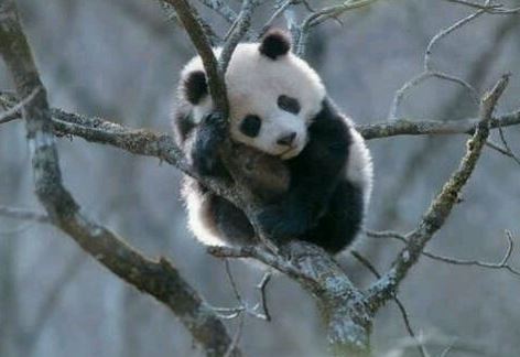 SDARO_LOR's tweet photo. @PandaGom_ https://t.co/cQZSl6ebxa