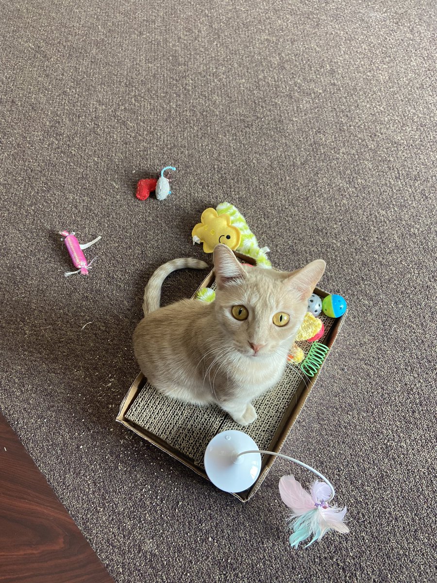 palnv1's tweet photo. Have you met this quirky girly yet? ✨ Kreampuff is very sweet and snuggly, she's ready to be an only child in a home with no other kitties - she requires all the lovin' to herself 😉💛 https://t.co/TdpvC7Y4S3