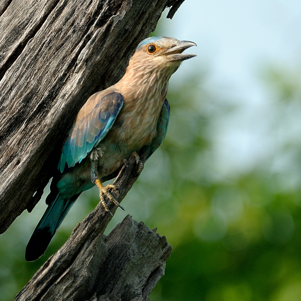 Indian Roller #BirdPortrait #IndiAves #IndianRoller #Nature #wildlife
