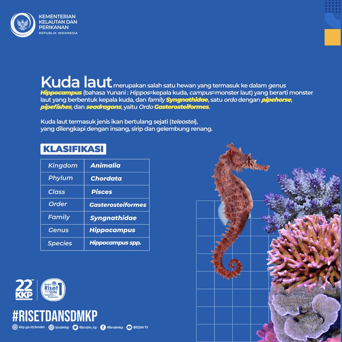 bppsdm_kp's tweet photo. Hewan unik satu ini ternyata setia pada satu pasangan saja. Dan pada proses reproduksi, kuda laut jantan mengerami telur-telur di dalam perutnya hingga menetas.
@kkpgoid @saktitrenggono @kusdiantoro77 #KKPRebound
#RisetdanSDMKP #MenteriTrenggono #MenteriKKP #kudalaut https://t.co/wAxTdgjdel