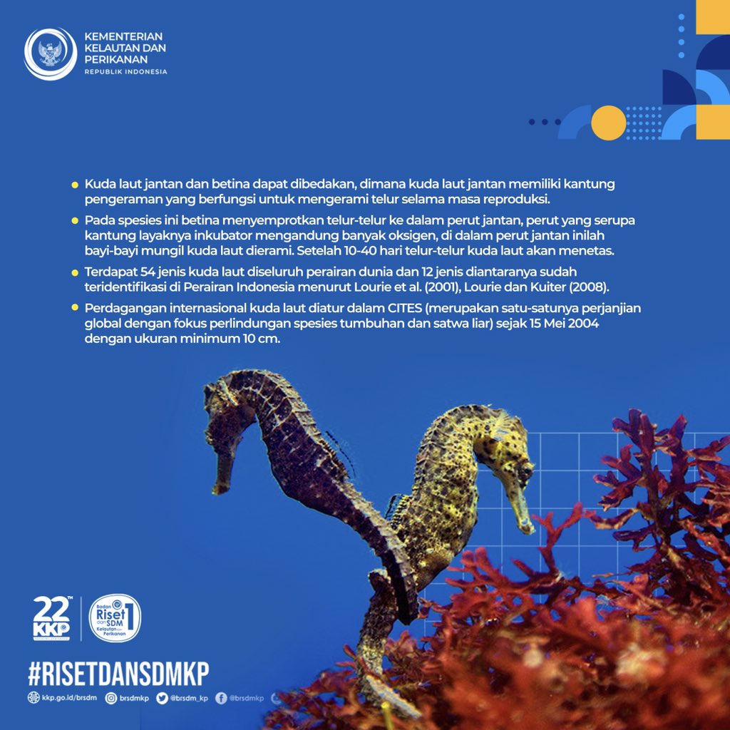 bppsdm_kp's tweet photo. Yuk kenalan dengan kuda laut #SobatBahari.
@kkpgoid @saktitrenggono @kusdiantoro77 #KKPRebound
#RisetdanSDMKP #MenteriTrenggono #MenteriKKP #kudalaut https://t.co/gZYHyDLs6a