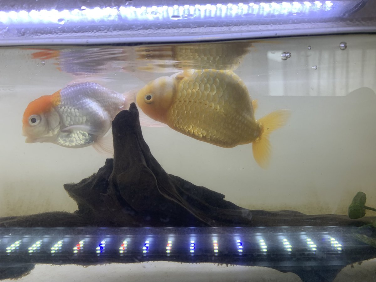 Saxophonist Yuri V Twitter 逆さまで泳ぐ金魚 T Co Qijar28gfr Twitter