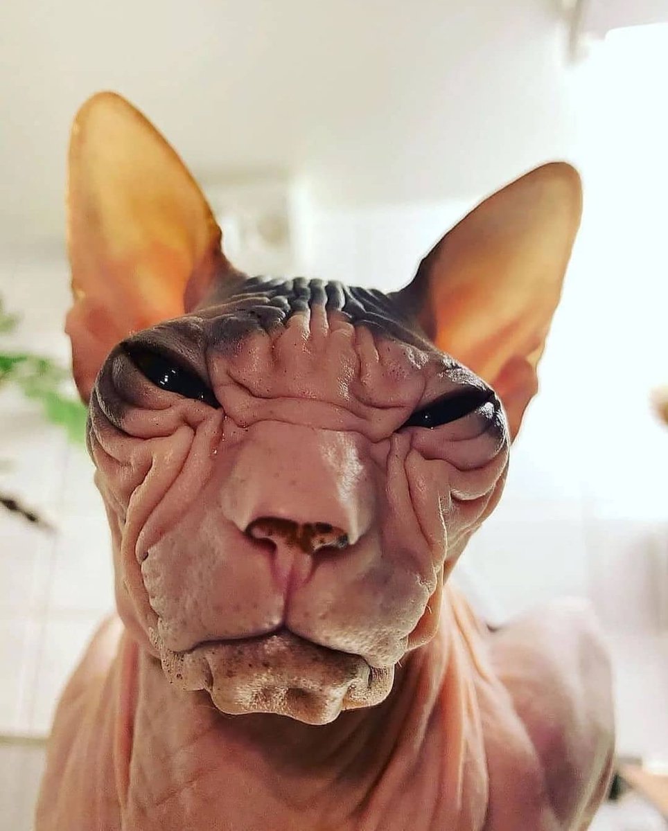 Smootchee1's tweet photo. Got a new cat 😍😍 https://t.co/UcuMZ2hAHU