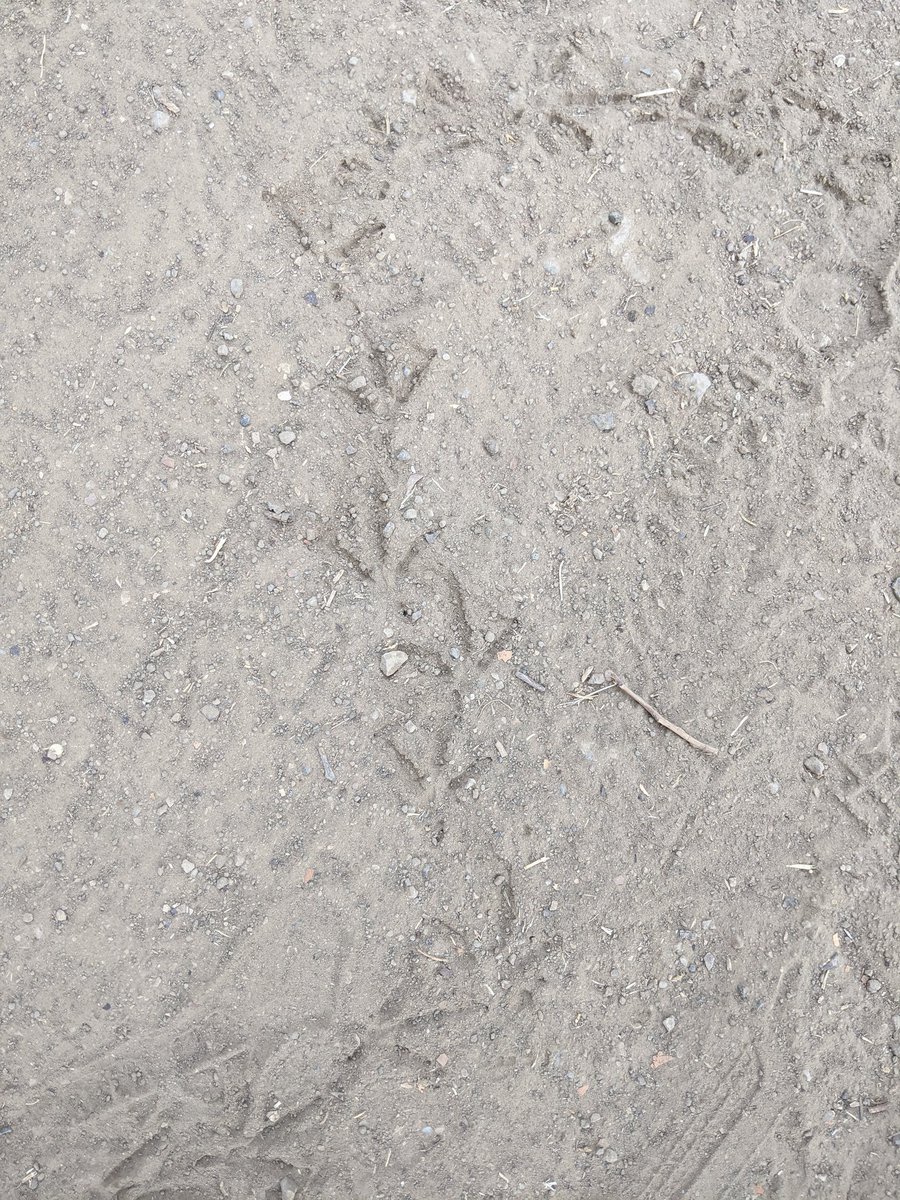 WUaSPress's tweet photo. QUAIL TRAIL TRACKS
A big covey of quails
Took flight ~
What might,
Little kites,
What Light! ~
But not height!
#Haikuish #Haiku Am wishing I was wearing a pair of #GoogleGlasses with video camera going for STREAMING >#wuAsVR BOOKS &amp; for #RealisticVirtualEarthForPublishing > PAPER https://t.co/gqczIPMtNw