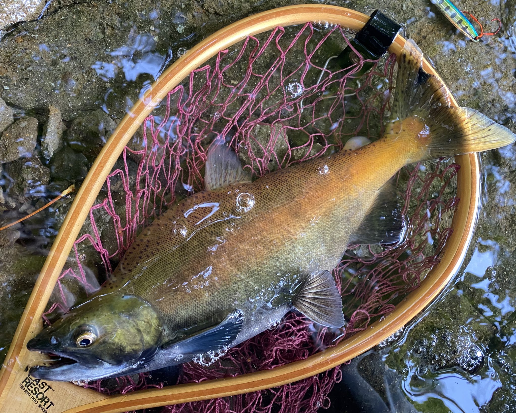 Nari 乞食 21 10 10 十和田湖 ヒメマス 35 6 海のジギングが中止になったので湖でしゃくりましたとさ Exts80m 十和田湖 ヒメマス プルーラ スロブラッドレイクショアスロー 朝一ポイント難民 T Co Pcsovditds Twitter