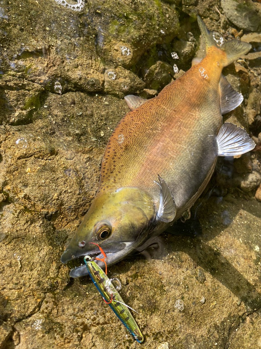 Nari 21 10 10 十和田湖 ヒメマス 35 6 海のジギングが中止になったので湖でしゃくりましたとさ Exts80m 十和田湖 ヒメマス プルーラ スロブラッドレイクショアスロー 朝一ポイント難民