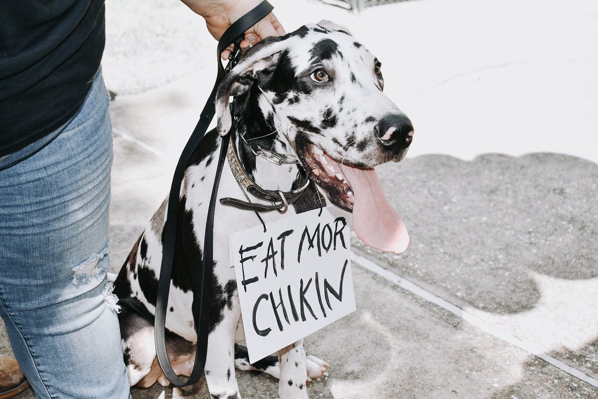 hannahspikes7's tweet photo. Dogtoberfest 2021 was AMAZING! I love my job 🤩🤩🤩 https://t.co/hbnNzAVZPw