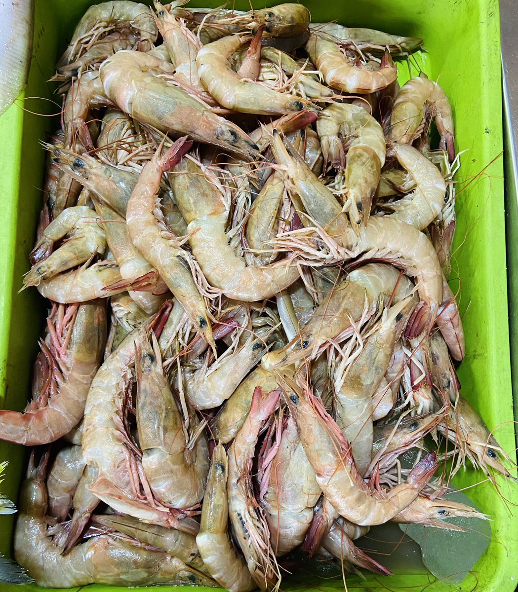 StoreIfish's tweet photo. Fresh Pazhaverkad #Fishes #Prawns #Crabs #Squid now available at our @StoreIfish https://t.co/ki3vJuU9PC