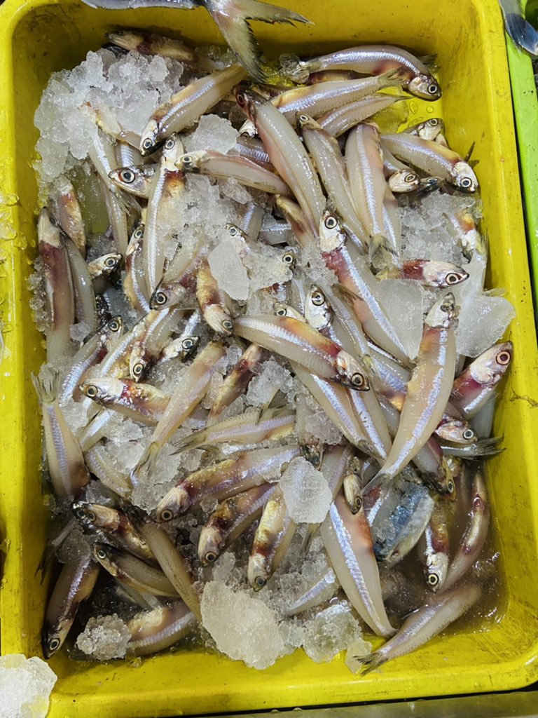 StoreIfish's tweet photo. #seerfish #Nethilli #paarai fishes now available @StoreIfish https://t.co/VyLsepGedP