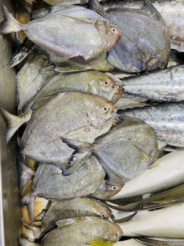 StoreIfish's tweet photo. #seerfish #Nethilli #paarai fishes now available @StoreIfish https://t.co/VyLsepGedP