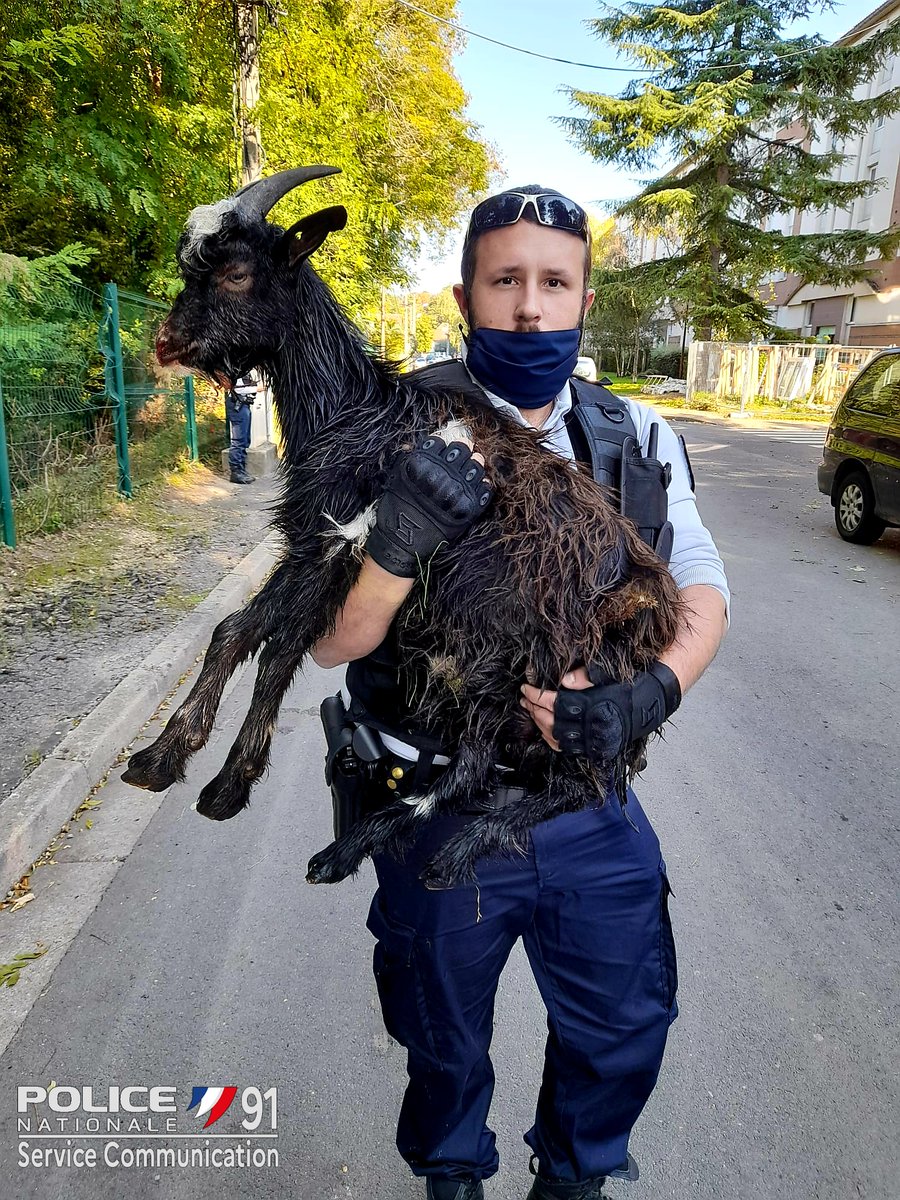 🟥#Sauvetage Hier les #policiers de @VilledeDraveil recevaient un #appel17. Des jeunes de Mazieres avaient lâché leur chien sur une chèvre. Les policiers réussissaient à récupérer l'animal sain et sauf.