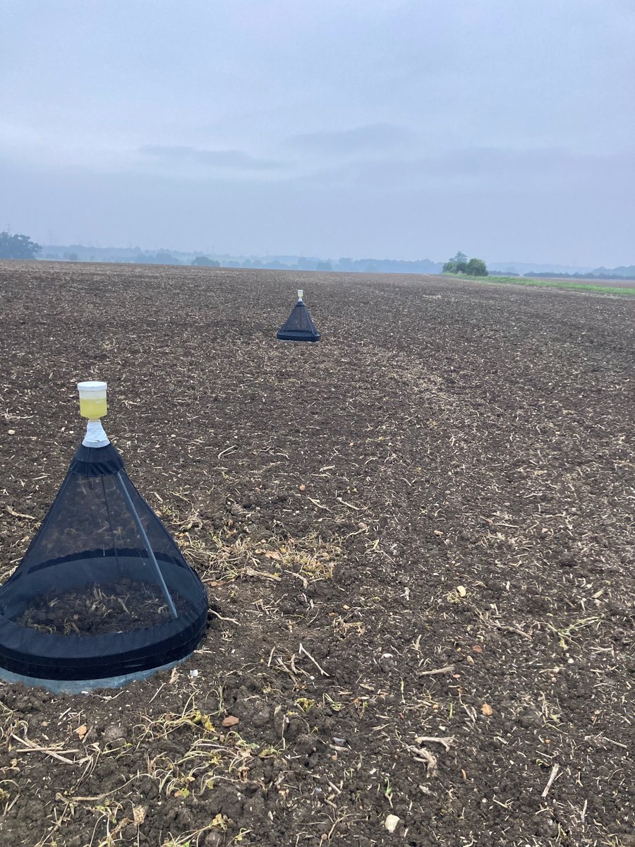 colinbreakcrop's tweet photo. Large catch of adult csfb this morning in these traps, numbers are increasing in other areas as well this week! @SentryLtd #csfbSMART https://t.co/noYIbq1OtC