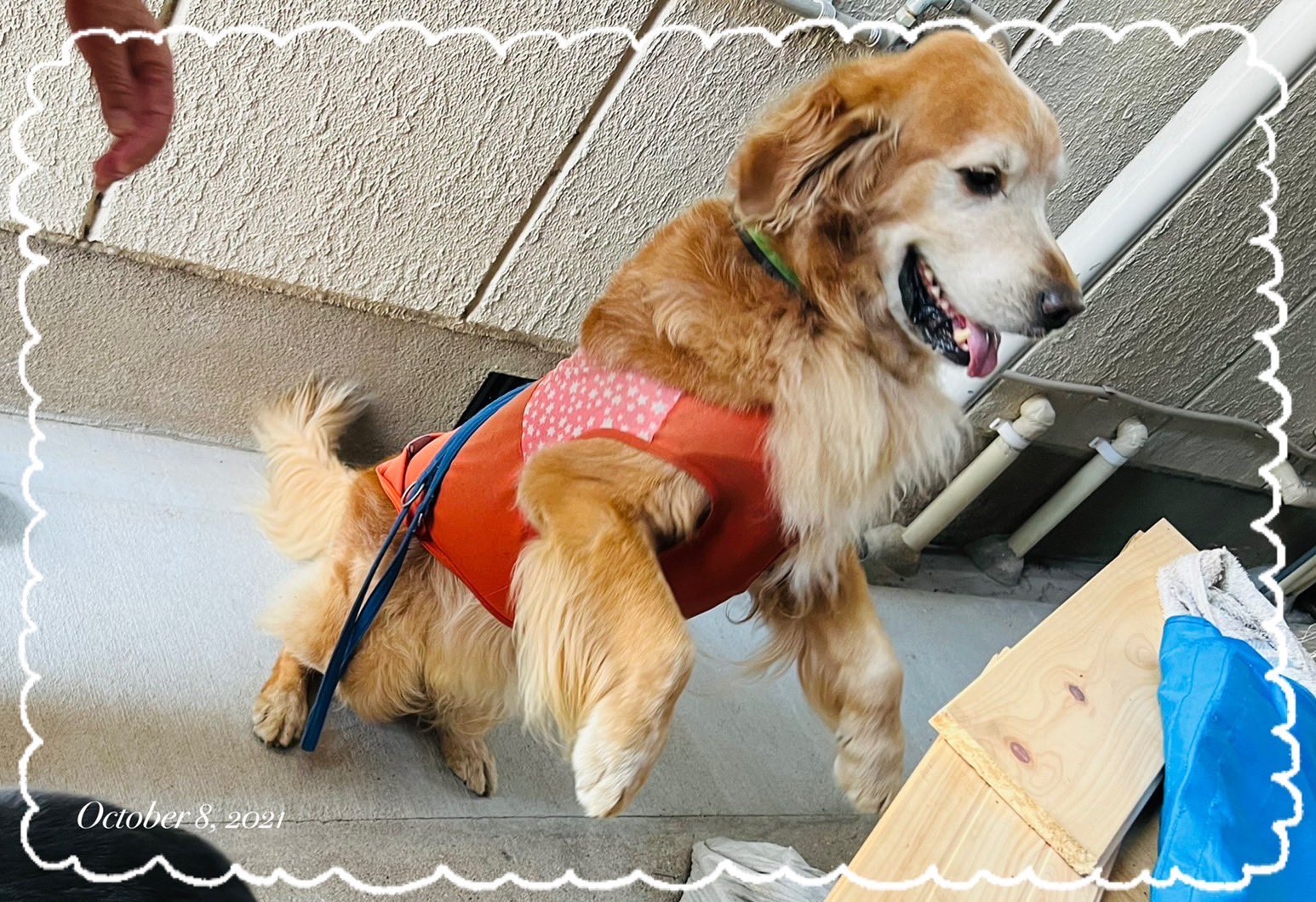 ゴルわんくらぶ ふせシリーズ時々立ち上がる 大型犬との生活 ゴールデンレトリバー ふせ いやし T Co Z03cobyd Twitter
