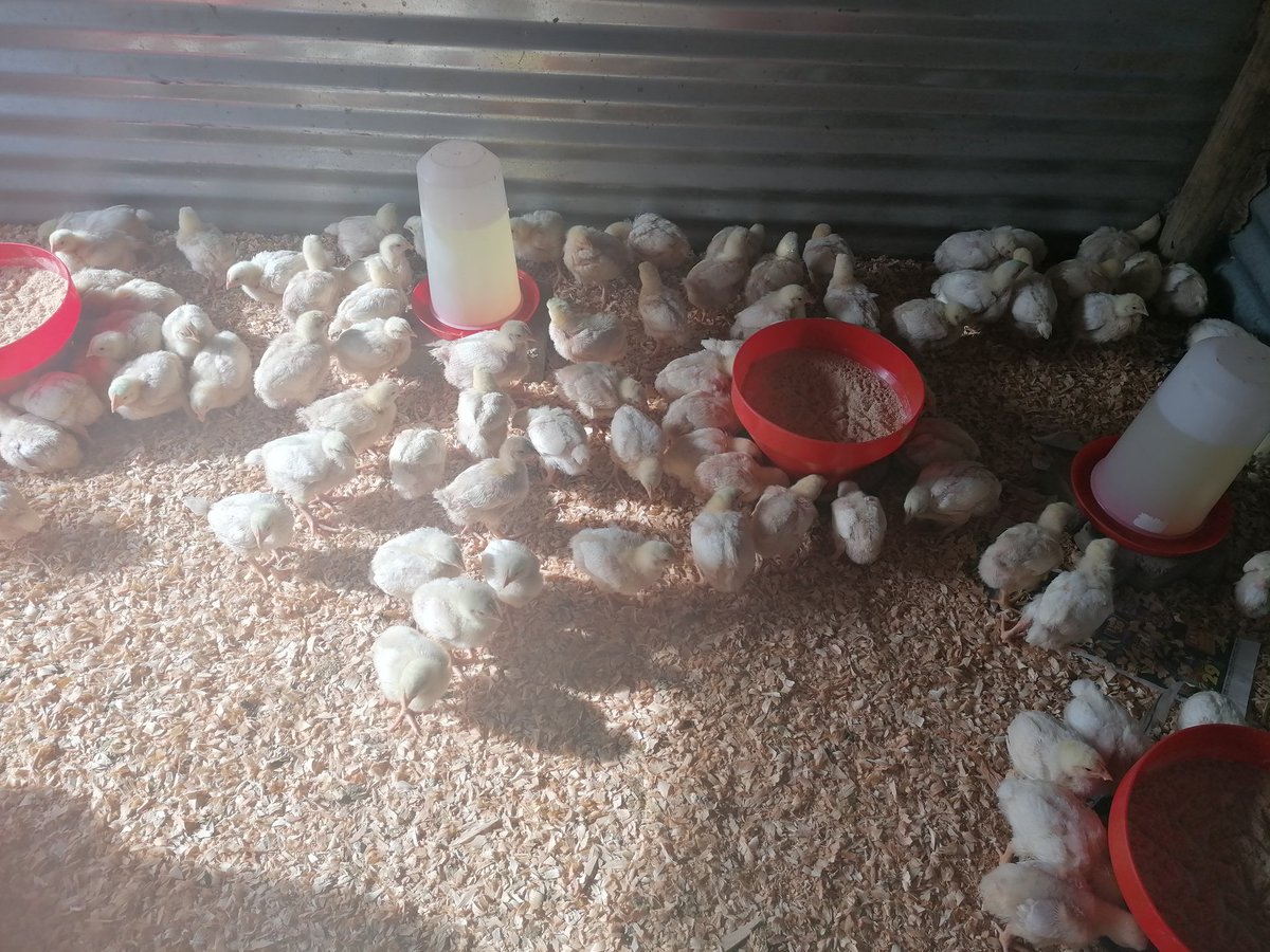 BasothoAfriSol's tweet photo. After the heavy rains in Qwa-Qwa, we are still growing healthy and strong, maintaining good management practices! We have grown feathers and started feeding on grower.💪 #BasothoAfricanSolution #TheJourneyBegins https://t.co/lkJBKxSla9