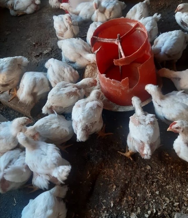 BasothoAfriSol's tweet photo. After the heavy rains in Qwa-Qwa, we are still growing healthy and strong, maintaining good management practices! We have grown feathers and started feeding on grower.💪 #BasothoAfricanSolution #TheJourneyBegins https://t.co/lkJBKxSla9