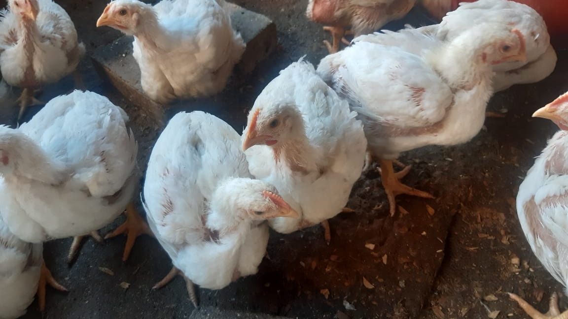 BasothoAfriSol's tweet photo. After the heavy rains in Qwa-Qwa, we are still growing healthy and strong, maintaining good management practices! We have grown feathers and started feeding on grower.💪 #BasothoAfricanSolution #TheJourneyBegins https://t.co/lkJBKxSla9