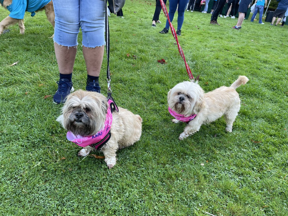 AlzSocCymru's tweet photo. All ready for Cardiff Memory Walk #CardiffMemoryWalk2021 #DogsOfMemoryWalk https://t.co/a4U8zPhC3p