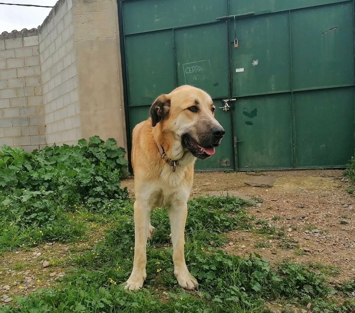 Axel es un perro noble y tranquilo.
Se encuentra en @elrefugioescuelamarlene
Te gustaría darle un hogar? Comparte y difunde!
#AppAdoptMe #AdoptMe #adopcionresponsable #adopcion #adopta #app