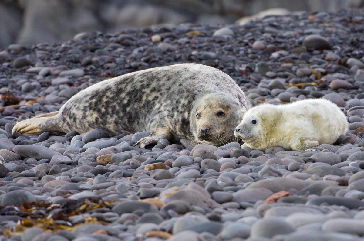 NatureScot tweet media
