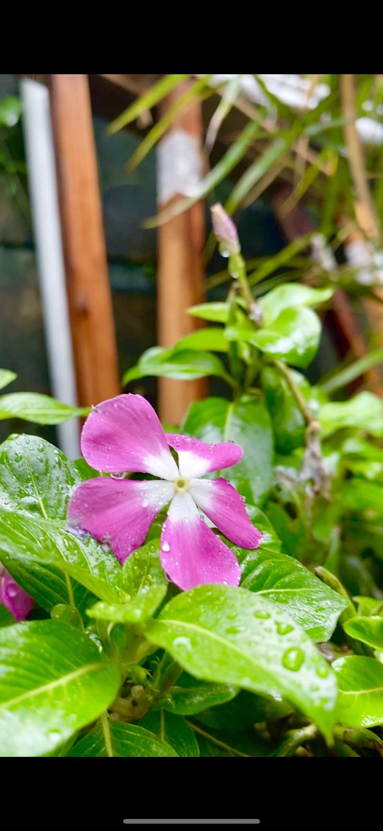 最西のちむ 秋の花 コメリ コメリガーデニングコンテスト21秋