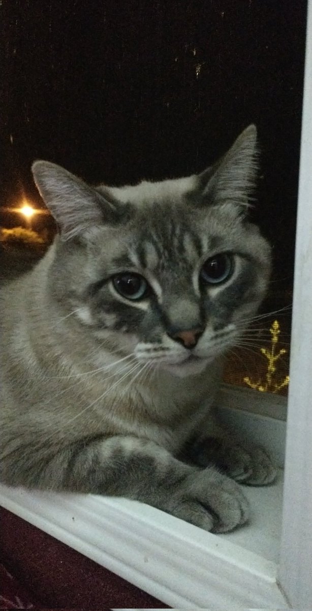 serratedsphinx's tweet photo. @StuandMarty Nova, he loves to fight and steal socks, he also loves food, might need help figuring what class he is https://t.co/HfJkSJVimj