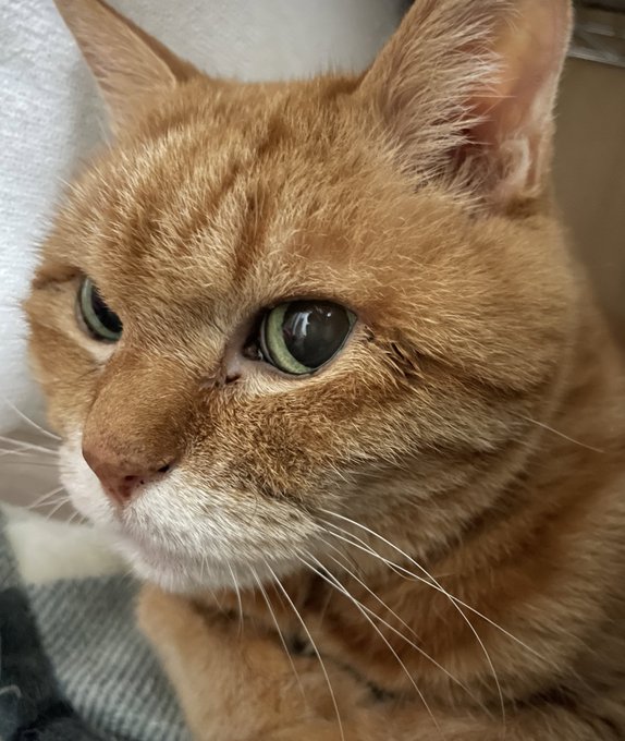 駐車場に落ちていた子猫を保護 人間換算で100歳になりました 若々しい猫ちゃんに称賛と祝福の声 1 2 ページ ねとらぼ