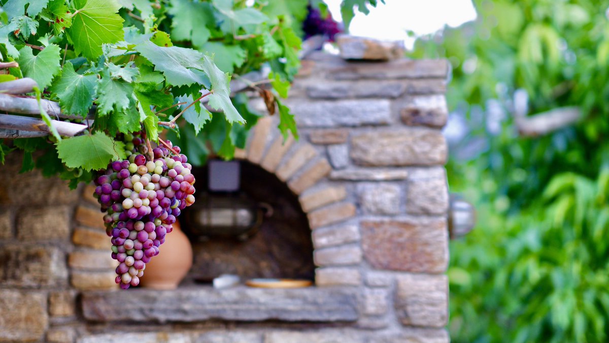 G_Cave_House's tweet photo. What a Fruitful Season 🍇 at Georgilas Cave House; a Pink Castle for unique Summer Vacations in Greek. 
.
.
.
#cavehouse #cavehotel #pinkcastle #pink #summer #island #naxos #cyclades #greece https://t.co/URDQESZI1U
